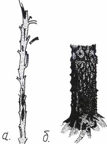 Иллюстрация к книге — Растения. Параллельный мир [i_055.jpg]