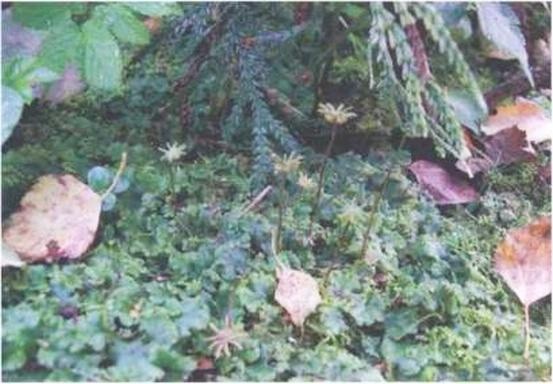 Иллюстрация к книге — Растения. Параллельный мир [i_057.jpg]