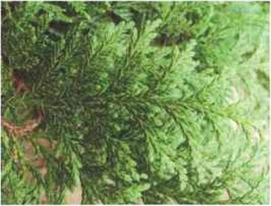 Иллюстрация к книге — Растения. Параллельный мир [i_058.jpg]