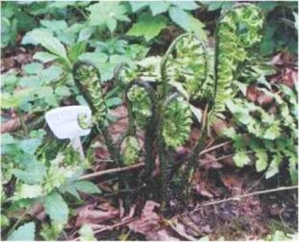 Иллюстрация к книге — Растения. Параллельный мир [i_062.jpg]