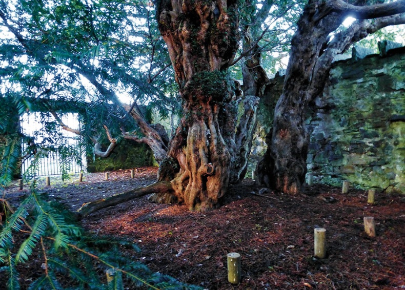 Иллюстрация к книге — Какое дерево росло в райском саду? [i_013.jpg]