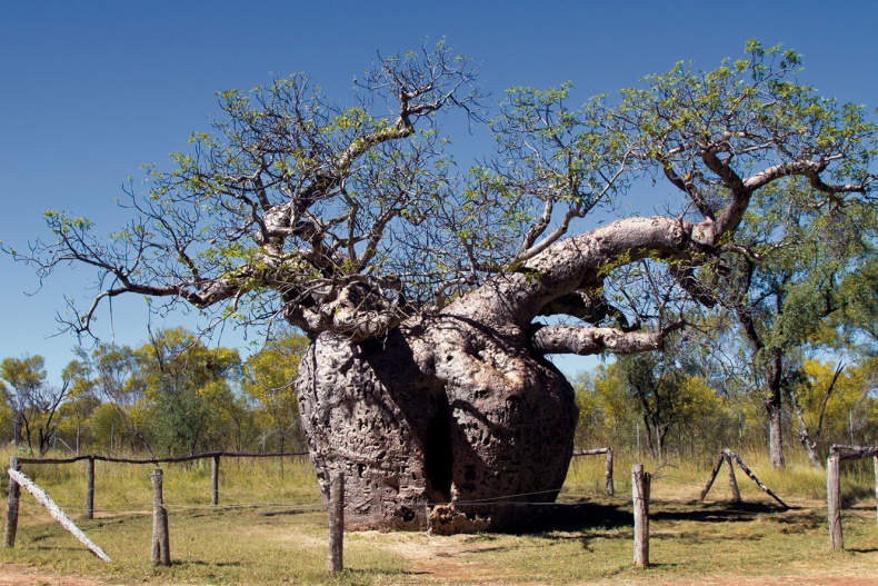 Иллюстрация к книге — Какое дерево росло в райском саду? [i_016.jpg]