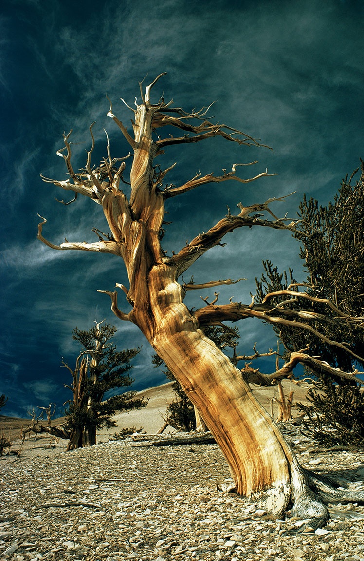 Иллюстрация к книге — Какое дерево росло в райском саду? [i_018.jpg]