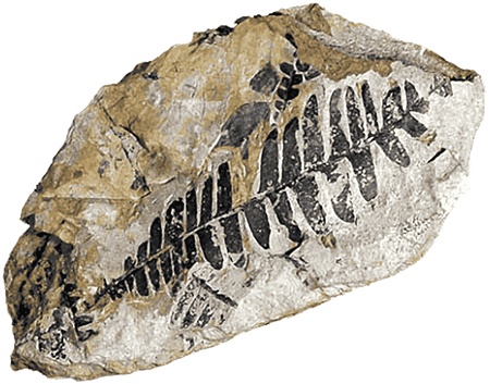 Иллюстрация к книге — Какое дерево росло в райском саду? [i_019.jpg]