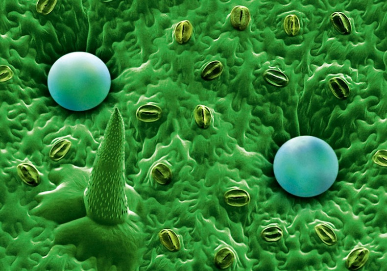 Иллюстрация к книге — Какое дерево росло в райском саду? [i_030.jpg]