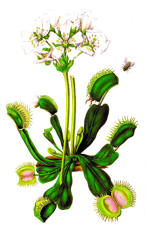 Иллюстрация к книге — Какое дерево росло в райском саду? [i_031.jpg]