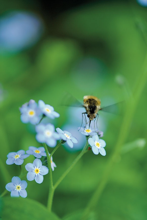 Иллюстрация к книге — Какое дерево росло в райском саду? [i_034.jpg]