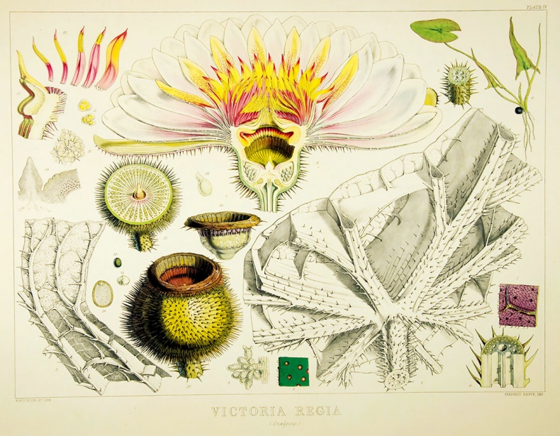 Иллюстрация к книге — Какое дерево росло в райском саду? [i_043.jpg]