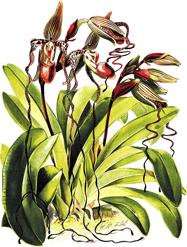 Иллюстрация к книге — Какое дерево росло в райском саду? [i_044.jpg]