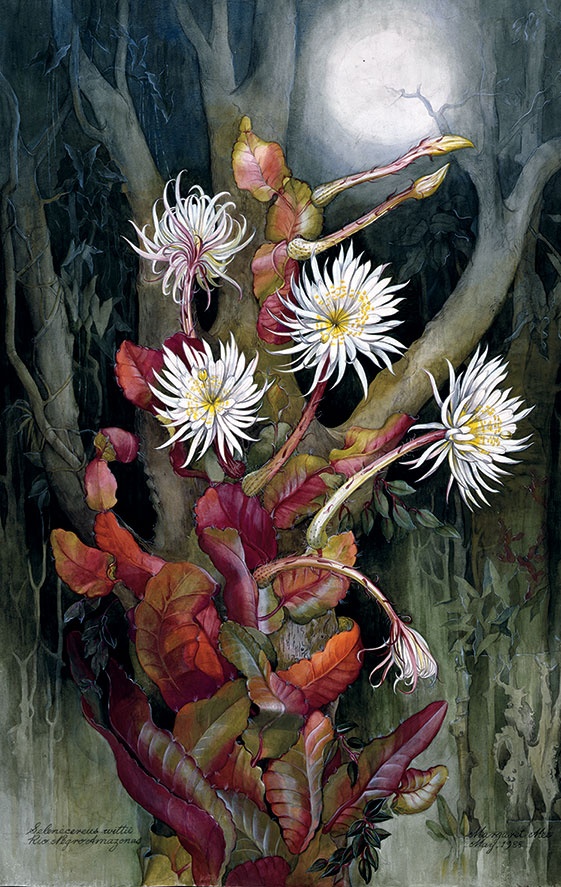 Иллюстрация к книге — Какое дерево росло в райском саду? [i_047.jpg]