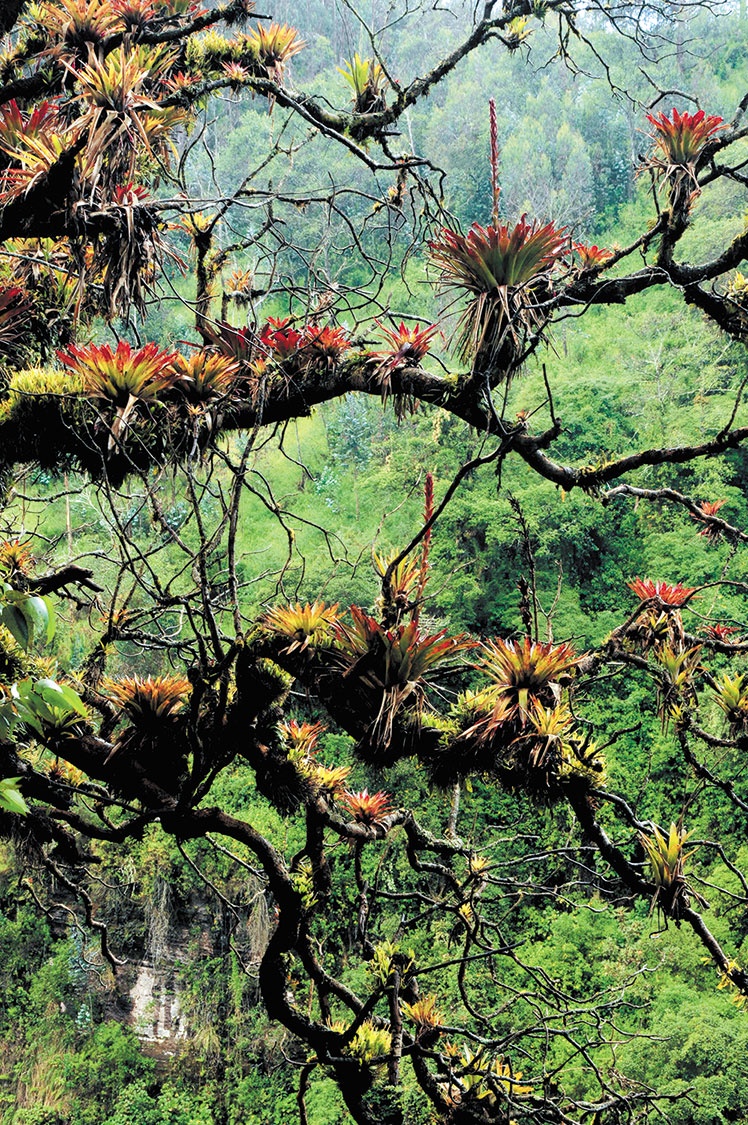 Иллюстрация к книге — Какое дерево росло в райском саду? [i_048.jpg]