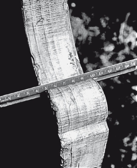 Иллюстрация к книге — Вселенная внутри нас. Что общего у камней, планет и людей [i_019.jpg]