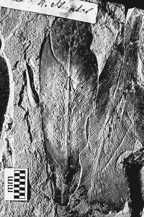 Иллюстрация к книге — Вселенная внутри нас. Что общего у камней, планет и людей [i_028.jpg]