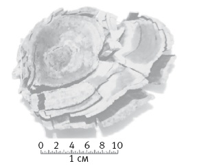 Иллюстрация к книге — Вселенная внутри нас. Что общего у камней, планет и людей [i_044.jpg]