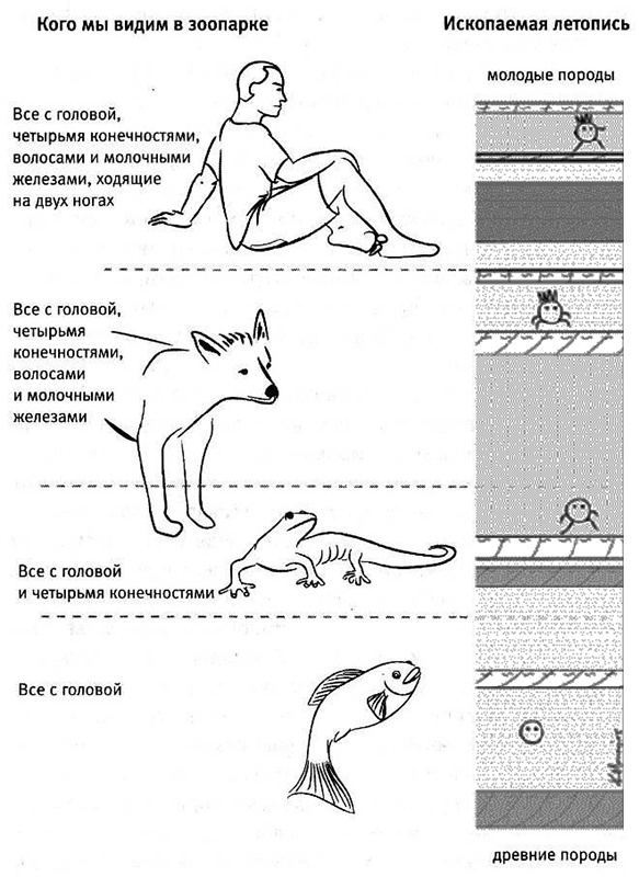 Иллюстрация к книге — Внутренняя рыба. История человеческого тела с древнейших времен до наших дней [i_001.jpg]