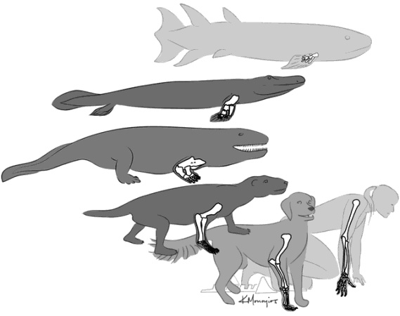 Иллюстрация к книге — Внутренняя рыба. История человеческого тела с древнейших времен до наших дней [i_008.jpg]