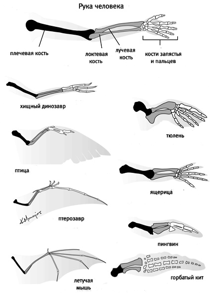 Иллюстрация к книге — Внутренняя рыба. История человеческого тела с древнейших времен до наших дней [i_009.jpg]