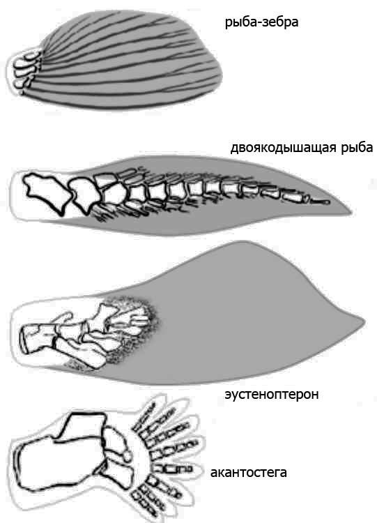 Иллюстрация к книге — Внутренняя рыба. История человеческого тела с древнейших времен до наших дней [i_010.jpg]