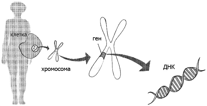 Иллюстрация к книге — Внутренняя рыба. История человеческого тела с древнейших времен до наших дней [i_014.jpg]