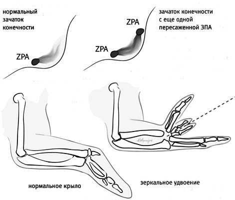 Иллюстрация к книге — Внутренняя рыба. История человеческого тела с древнейших времен до наших дней [i_016.jpg]