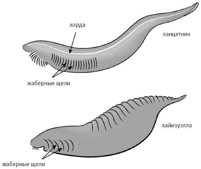 Иллюстрация к книге — Внутренняя рыба. История человеческого тела с древнейших времен до наших дней [i_026.jpg]