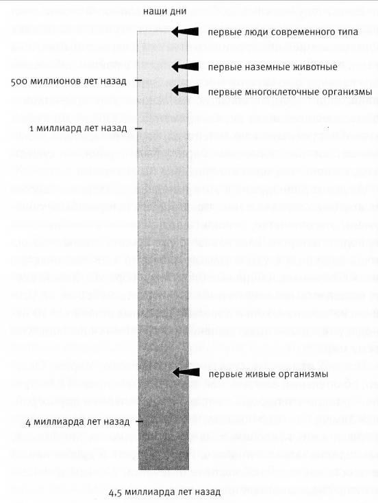 Иллюстрация к книге — Внутренняя рыба. История человеческого тела с древнейших времен до наших дней [i_032.jpg]