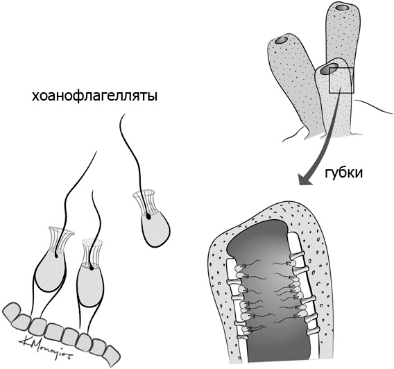Иллюстрация к книге — Внутренняя рыба. История человеческого тела с древнейших времен до наших дней [i_033.jpg]