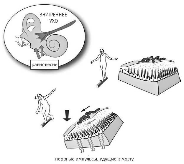 Иллюстрация к книге — Внутренняя рыба. История человеческого тела с древнейших времен до наших дней [i_039.jpg]