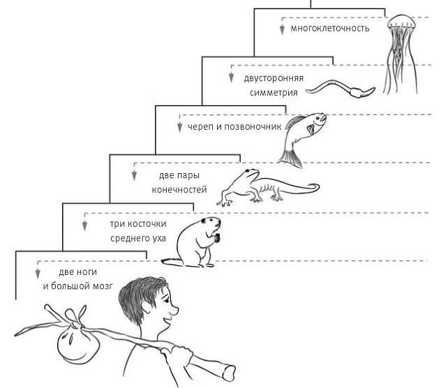 Иллюстрация к книге — Внутренняя рыба. История человеческого тела с древнейших времен до наших дней [i_043.jpg]