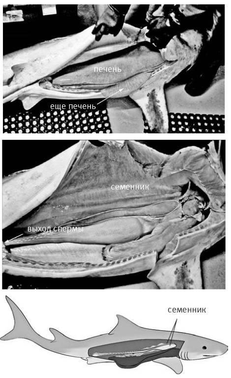Иллюстрация к книге — Внутренняя рыба. История человеческого тела с древнейших времен до наших дней [i_044.jpg]