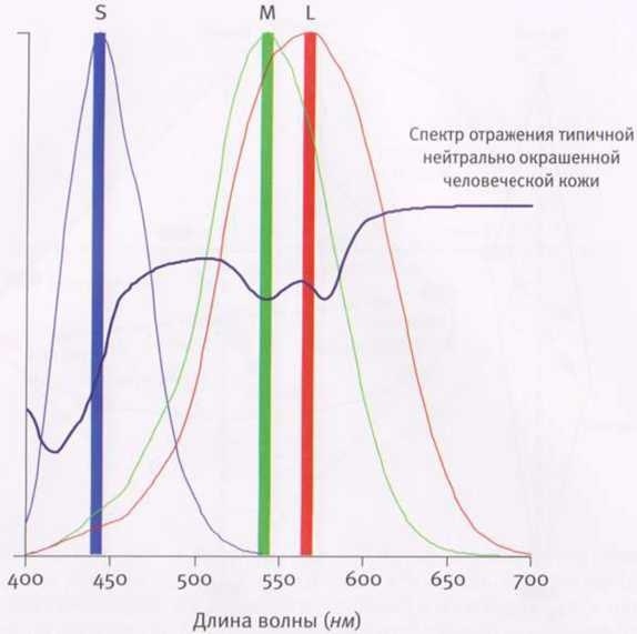 Иллюстрация к книге — Революция в зрении. Что, как и почему мы видим на самом деле [img_14.jpg]