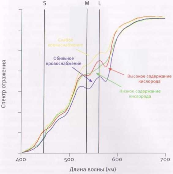 Иллюстрация к книге — Революция в зрении. Что, как и почему мы видим на самом деле [img_15.jpg]