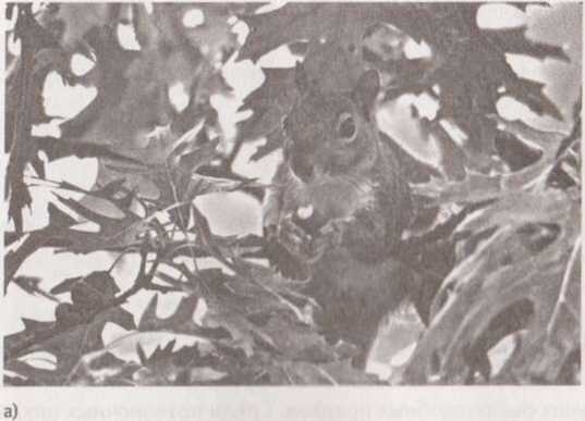 Иллюстрация к книге — Революция в зрении. Что, как и почему мы видим на самом деле [img_17.jpg]