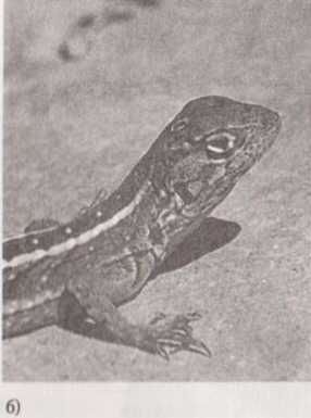 Иллюстрация к книге — Революция в зрении. Что, как и почему мы видим на самом деле [img_20.jpg]