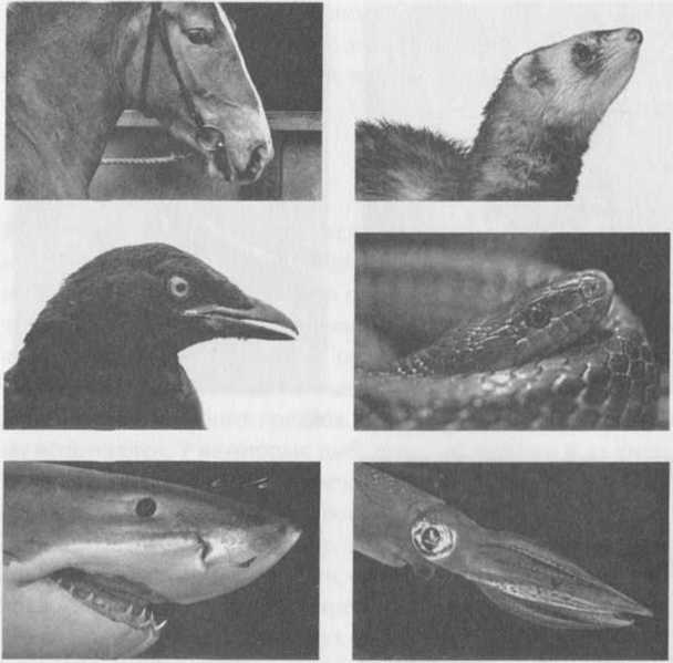 Иллюстрация к книге — Революция в зрении. Что, как и почему мы видим на самом деле [img_22.jpg]