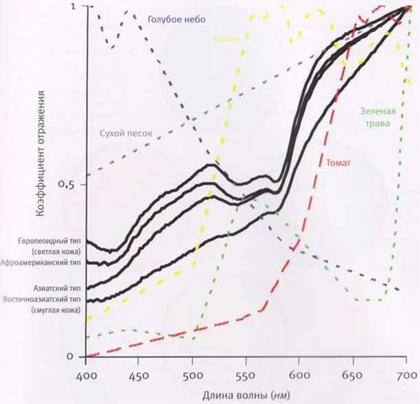 Иллюстрация к книге — Революция в зрении. Что, как и почему мы видим на самом деле [img_3.jpg]