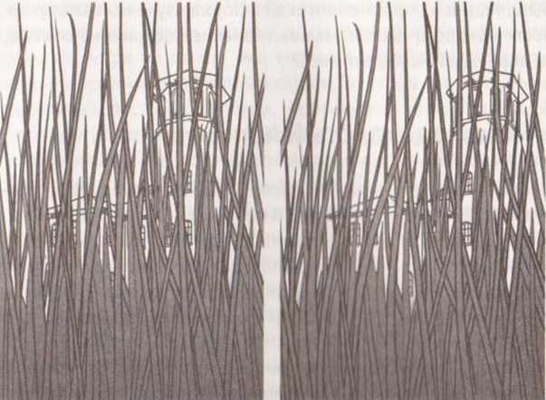 Иллюстрация к книге — Революция в зрении. Что, как и почему мы видим на самом деле [img_31.jpg]