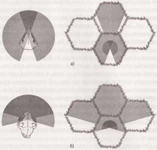 Иллюстрация к книге — Революция в зрении. Что, как и почему мы видим на самом деле [img_36.jpg]