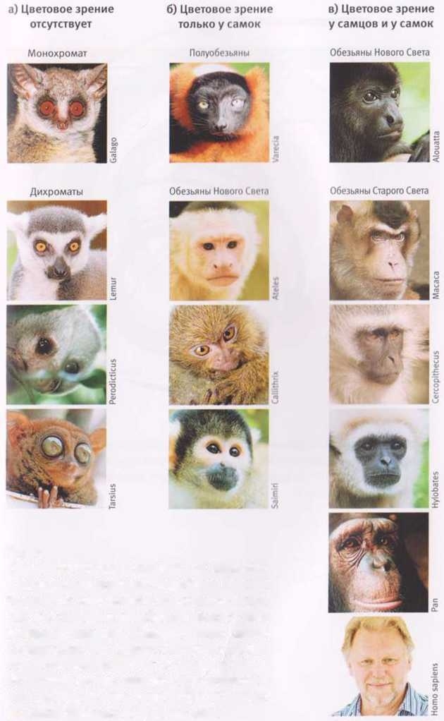 Иллюстрация к книге — Революция в зрении. Что, как и почему мы видим на самом деле [img_9.jpg]