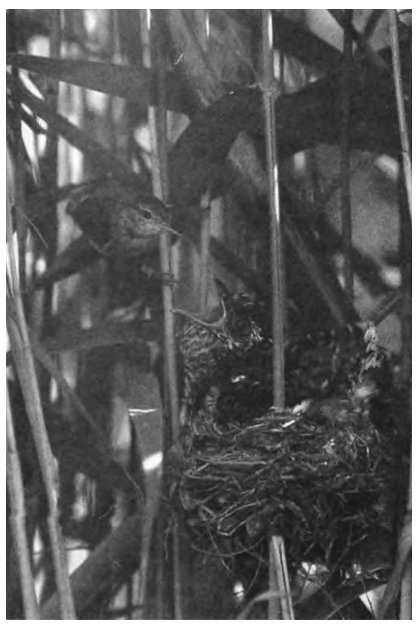 Иллюстрация к книге — Паразит - царь природы. Тайный мир самых опасных существ на Земле [img195f.jpg]