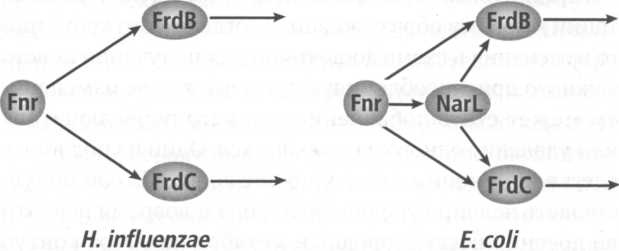 Иллюстрация к книге — Микрокосм. E. coli и новая наука о жизни [img_12.jpg]