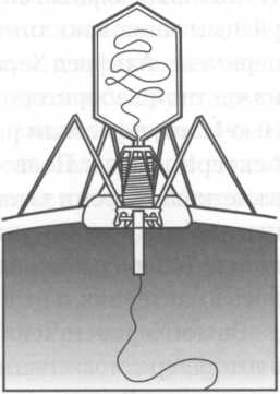 Иллюстрация к книге — Микрокосм. E. coli и новая наука о жизни [img_2.jpg]