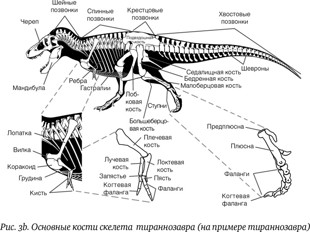 Иллюстрация к книге — Хроники тираннозавра. Биология и эволюция самого известного хищника в мире [i_005.jpg]