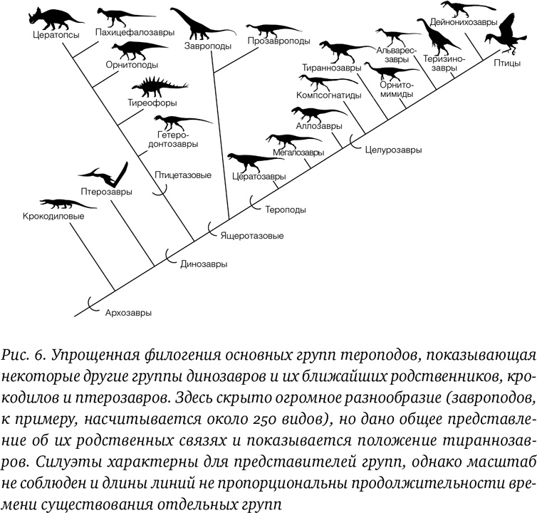 Иллюстрация к книге — Хроники тираннозавра. Биология и эволюция самого известного хищника в мире [i_013.jpg]
