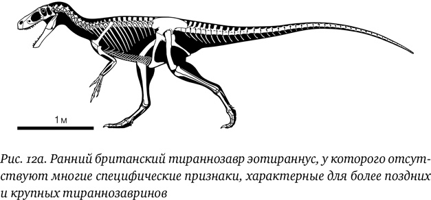 Иллюстрация к книге — Хроники тираннозавра. Биология и эволюция самого известного хищника в мире [i_022.jpg]