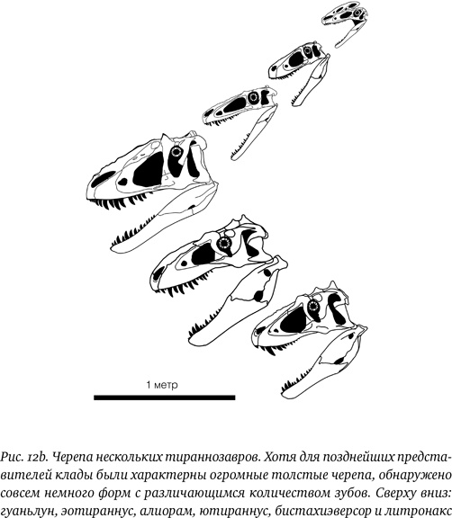 Иллюстрация к книге — Хроники тираннозавра. Биология и эволюция самого известного хищника в мире [i_023.jpg]