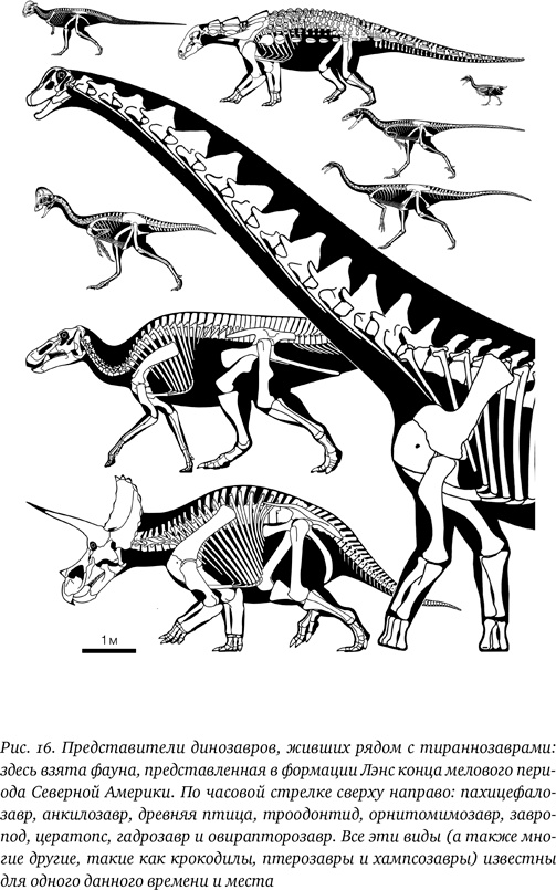 Иллюстрация к книге — Хроники тираннозавра. Биология и эволюция самого известного хищника в мире [i_031.jpg]