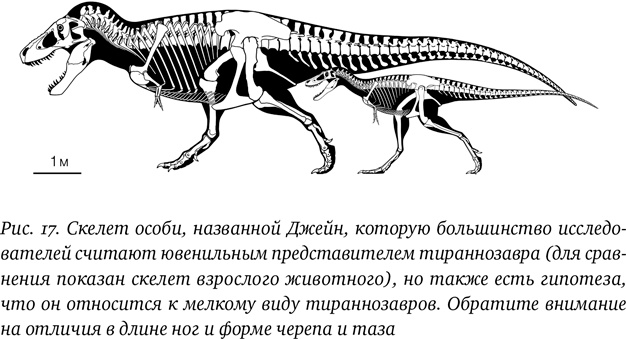 Иллюстрация к книге — Хроники тираннозавра. Биология и эволюция самого известного хищника в мире [i_032.jpg]