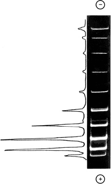 Иллюстрация к книге — Самая главная молекула. От структуры ДНК к биомедицине XXI века [_34.jpg]