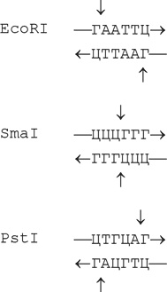 Иллюстрация к книге — Самая главная молекула. От структуры ДНК к биомедицине XXI века [_35.jpg]